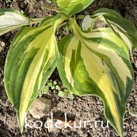 Hosta  Night  Owl