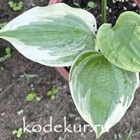 Hosta  Notice Mе