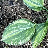 Hosta   Pacific Blue Edger Streaked