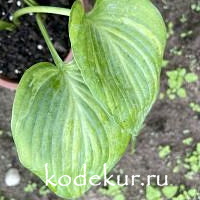 Hosta  Paradise Lightning