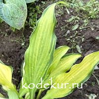 Hosta  Pineapple Express
