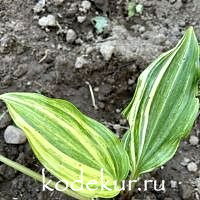 Hosta  Sally and Bob 