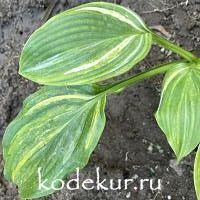 Hosta  Sir Richard 
