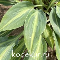 Hosta  Stand by Me