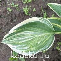 Hosta  Striped Wasel