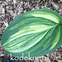 Hosta  Sweet and Sour