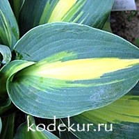 Hosta Touch of Glass