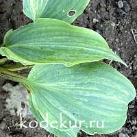 Hosta Valley’s Crazy Diamonds 