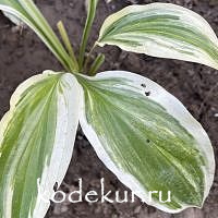 Hosta  Yellow splash