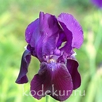 Iris barbata Black Dragon