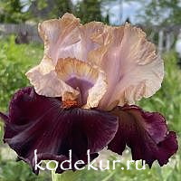 Iris barbata 