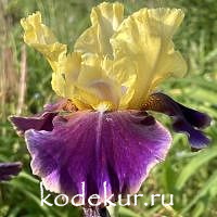 Iris barbata Color Shift