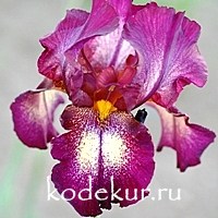 Iris barbata Crinoline
