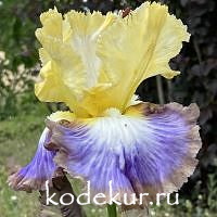 Iris barbata Definition