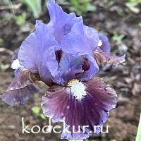 Iris barbata Devoted