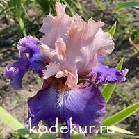 Iris barbata Florentine Silk