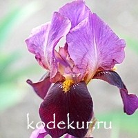 Iris barbata Latin Lover
