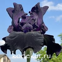 Iris barbata Hello Darkness