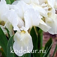 Iris pumila Bright White