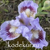 Iris pumila Oh Canada