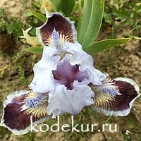 Iris pumila Puddy Tat