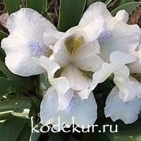 Iris pumila Snow Season