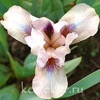 Iris pumila Volts