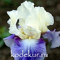 Iris barbata Seakist