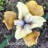 Iris sibirica 