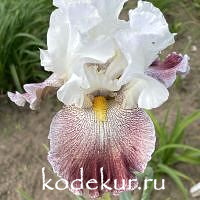 Iris barbata Thundering Ovation