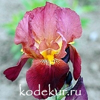 Iris barbata Vita Fire