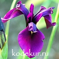Iris ensata Алтай