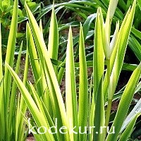 Iris psevdocorus variegata