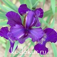 Iris sibirica Ruffled Velvet