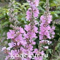 Lytrum salicaria Blush