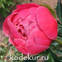 Paeonia hybrids Coral Charm