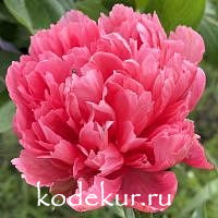 Paeonia hybrids Lorelei