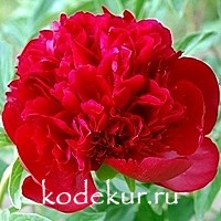Paeonia hybrids   Red Charm
