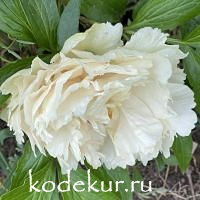 Paeonia hybrids    Sunny Girl