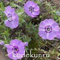 Phlox douglasii Boothman's Variety