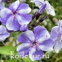 Ангел Хранитель