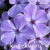 Голубая гортензия