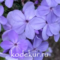 Голубой лён