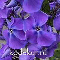 Память сердца