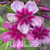 Серебряная роза