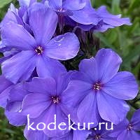 Синий взгляд