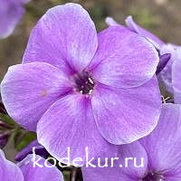 Утро туманное