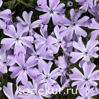 Phlox subulata Emerald Cushion Blue