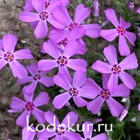 Phlox subulata Purple Beauty