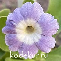 Примула ушковая Мальвина